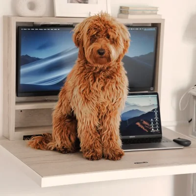 a large fluffy #000 dog sitting on a murphy desk with a screen and MacBook pro in a bright light #000 coloured bedroom.